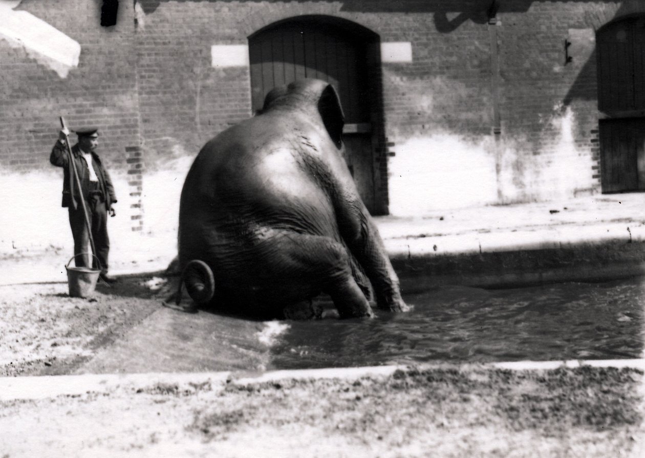 Éléphant se baignant - Frederick William Bond