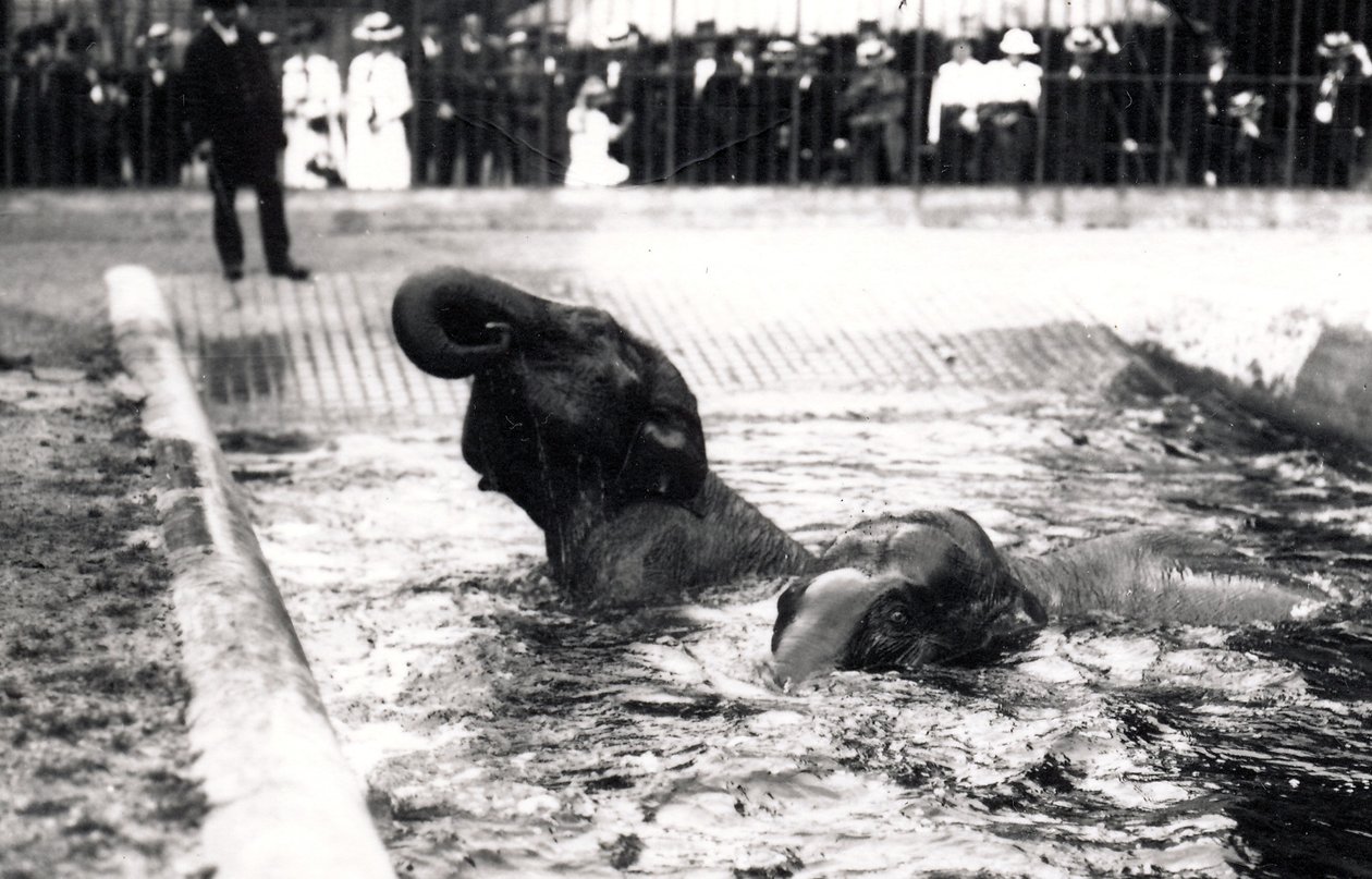 Éléphants se baignant - Frederick William Bond