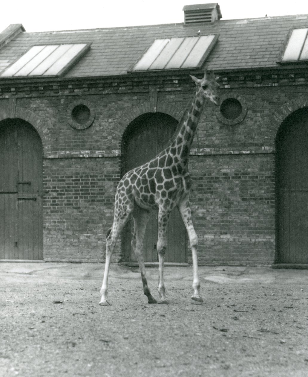 La girafe Maud, debout dans le paddock devant la maison des girafes, zoo de Londres, 1923 - Frederick William Bond