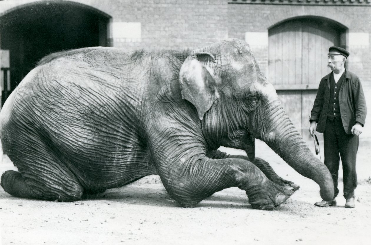 Éléphant Indien Femelle 