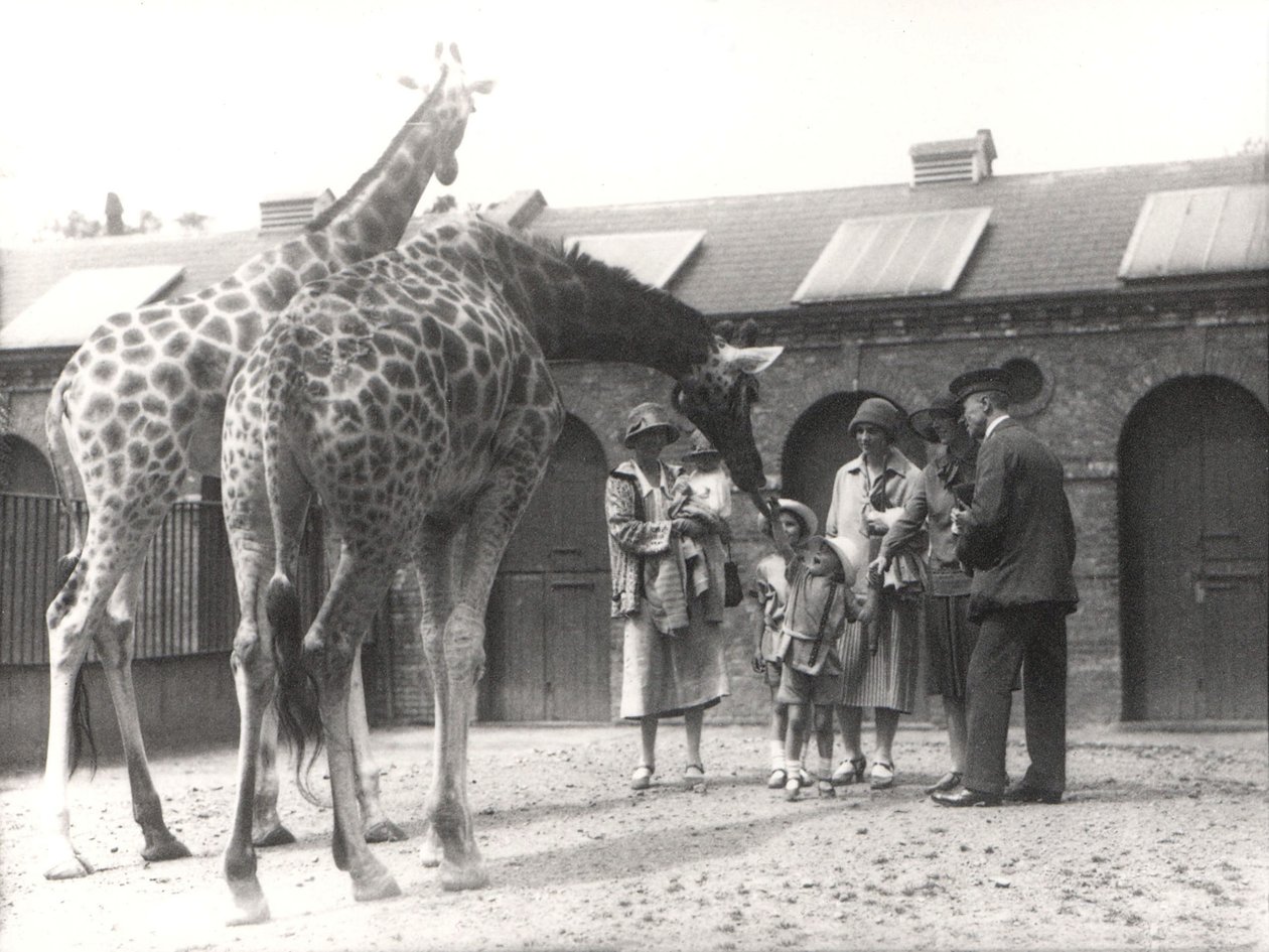 Girafes et visiteurs au zoo de Londres, juillet 1926 - Frederick William Bond