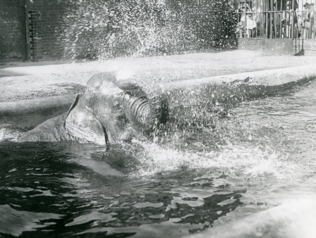 Indiarani se baignant dans sa piscine, zoo de Londres, août 1923 - Frederick William Bond