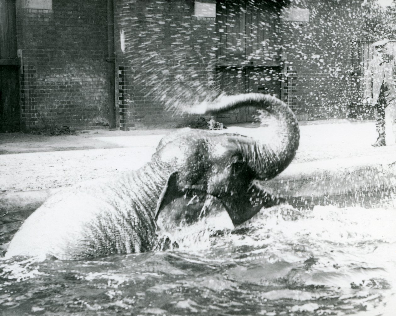 Indiarani se baignant dans sa piscine, zoo de Londres, août 1923 - Frederick William Bond