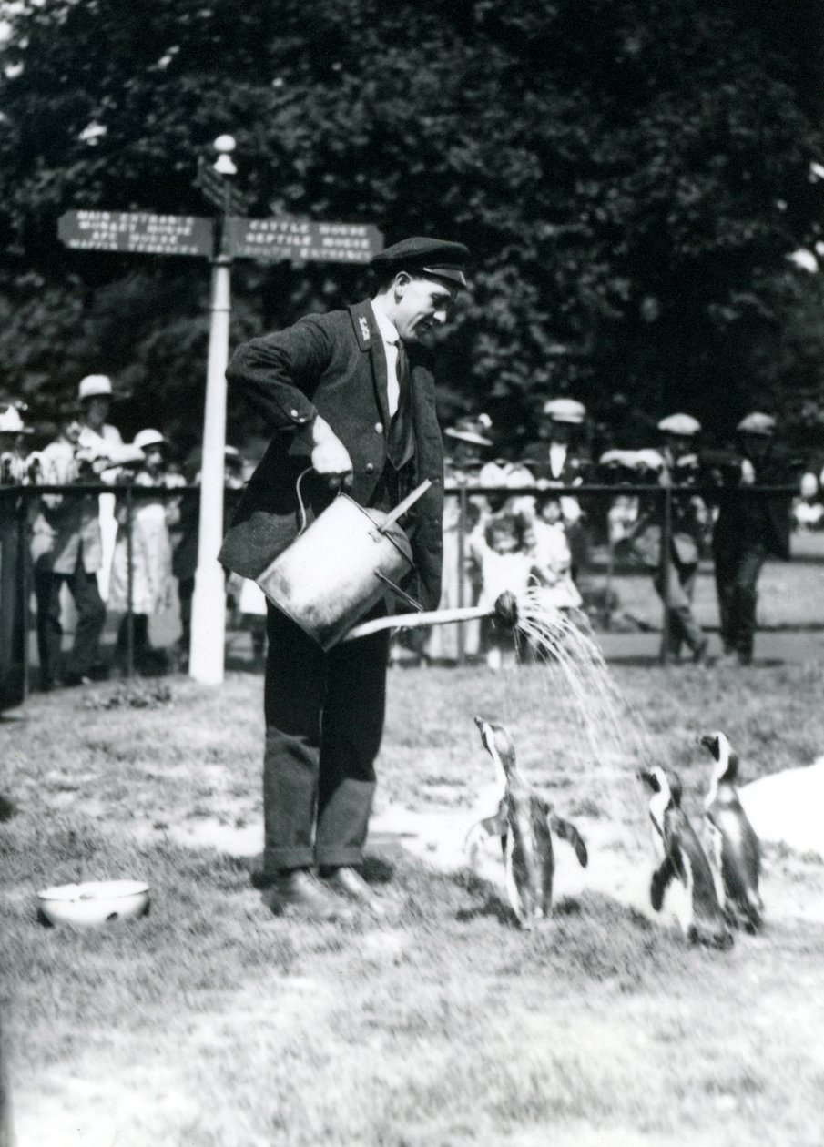 Le gardien, Ernie Sceales, donne une douche à trois pingouins avec un arrosoir, Zoo de Londres, 1919 - Frederick William Bond