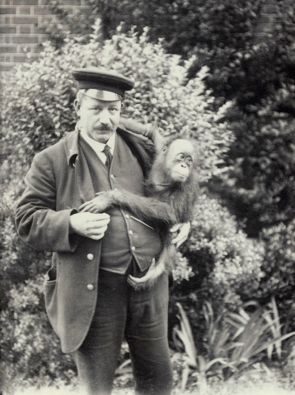 Gardien Z. Rodwell tenant un jeune orang-outan au zoo de Londres, octobre 1913 - Frederick William Bond