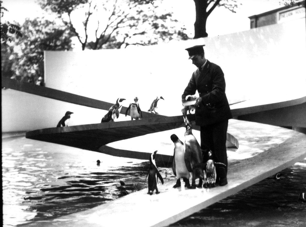 Piscine des pingouins de Lubetkin, janvier 1934 - Frederick William Bond