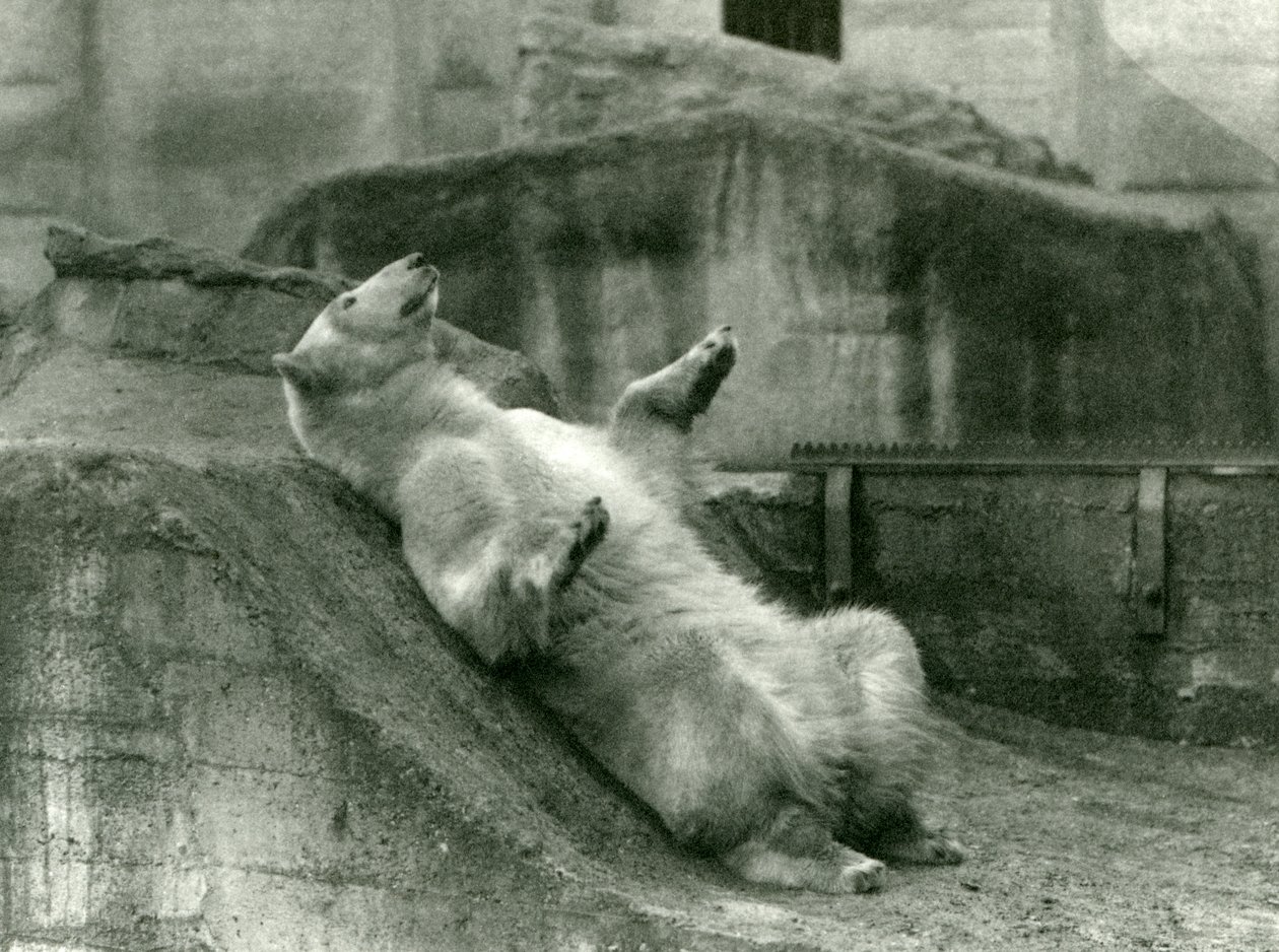 Ours polaire Sam, allongé dans son enclos au pied des terrasses Mappin, zoo de Londres, 1923 - Frederick William Bond