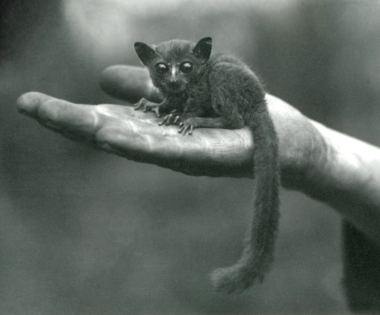 Le galago ou bébé-brousse du prince Demidoff reposant dans la paume de la main du gardien au zoo de Londres, avril 1917 - Frederick William Bond