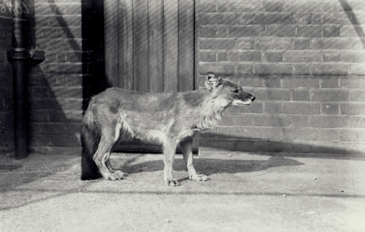 Chien sauvage sibérien ou dhole au zoo de Londres, octobre 1916 - Frederick William Bond