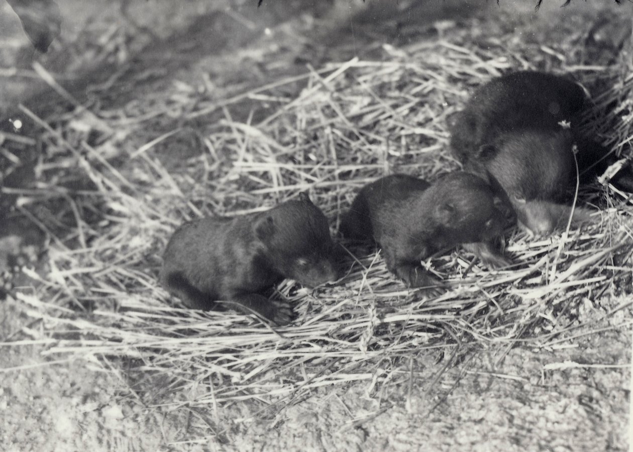 Trois oursons bruns et noirs âgés de 5 ou 6 semaines au zoo de Londres, février 1920 - Frederick William Bond