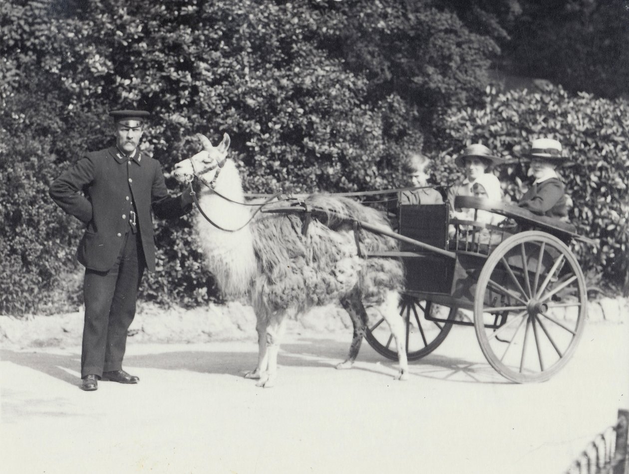 Trois visiteurs dont un jeune garçon, dans une charrette tirée par un lama avec un gardien, Zoo de Londres, mai 1914 - Frederick William Bond