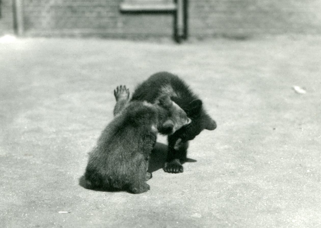 Deux oursons bruns jouant au zoo de Londres, juin 1914 - Frederick William Bond