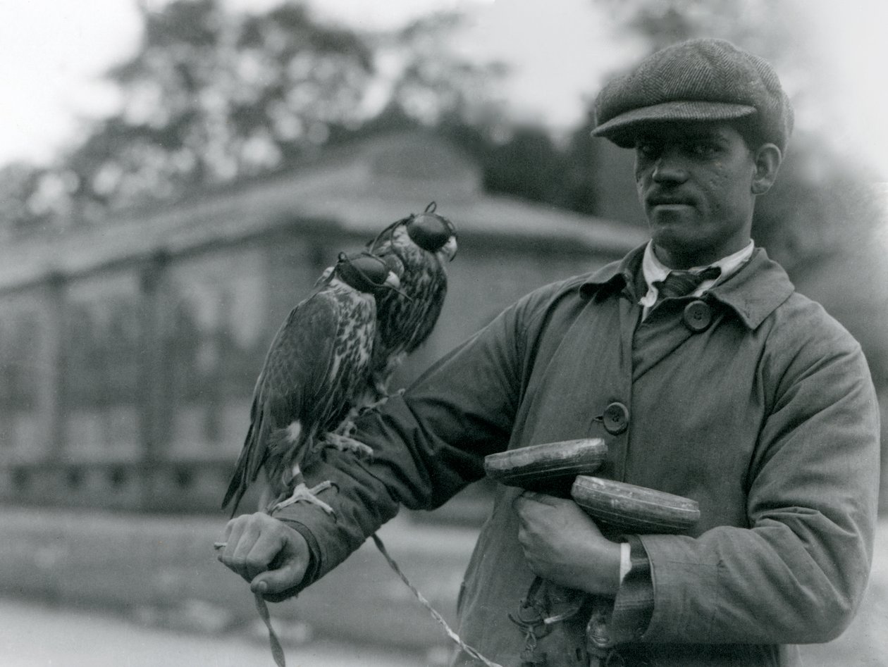 Deux faucons encapuchonnés perchés sur le bras de leur fauconnier au Zoo de Londres, juin 1923 - Frederick William Bond