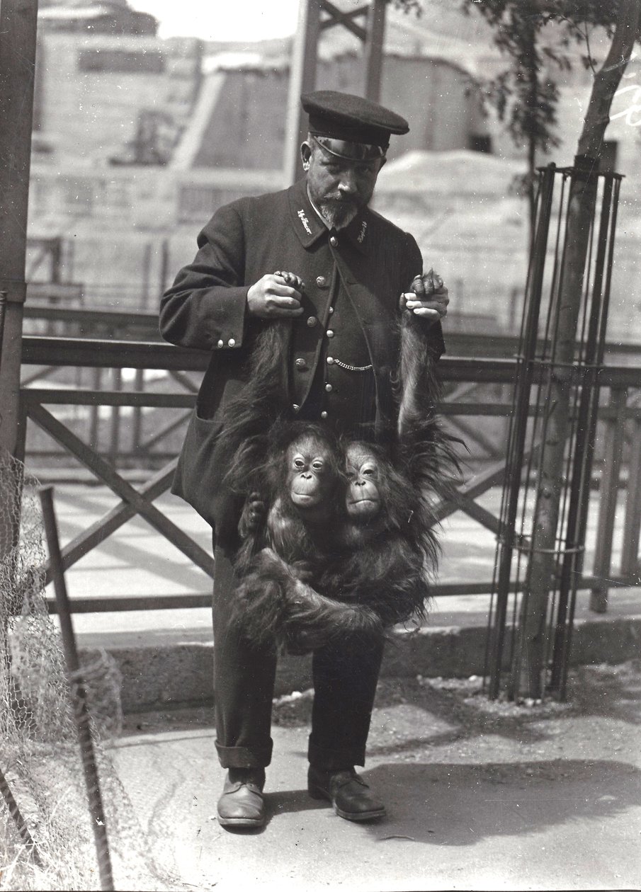 Deux jeunes orangs-outans tenus par les bras par le gardien Rodwell, au zoo de Londres, avril 1916 - Frederick William Bond