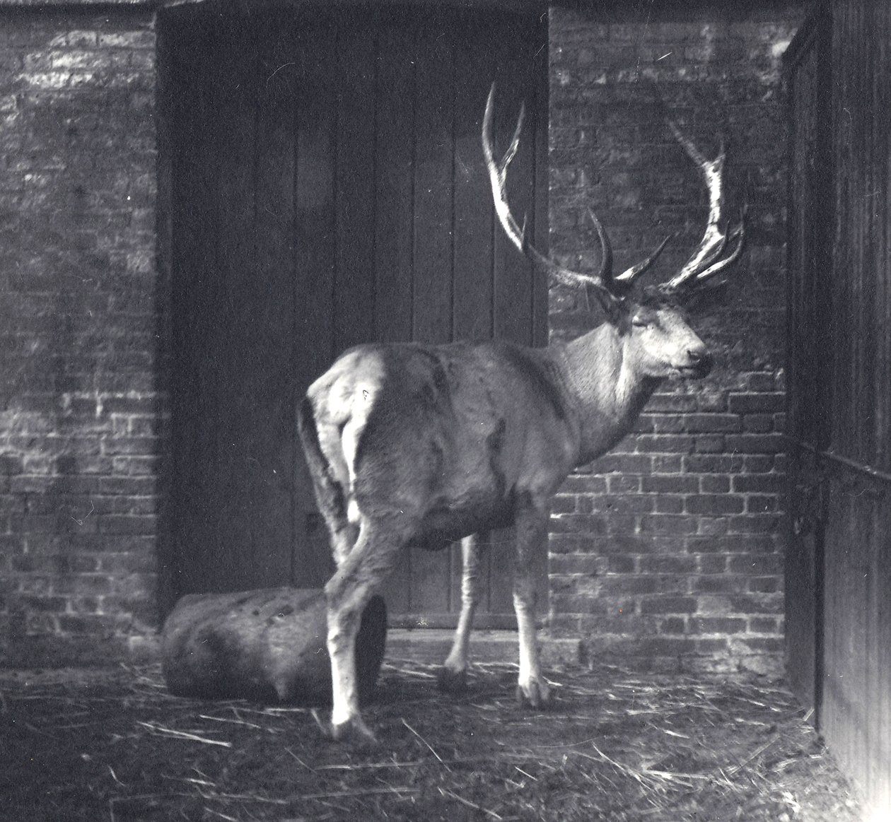 Cerf de Wallich, également connu sous le nom de Shou, cerf rouge d