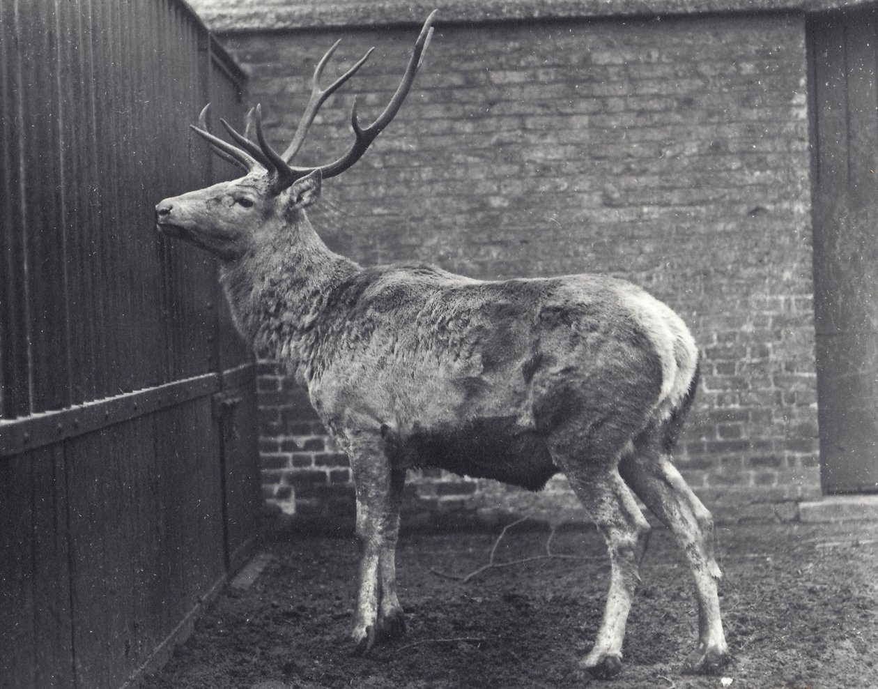 Cerf de Wallich, également connu sous le nom de Shou, cerf rouge d