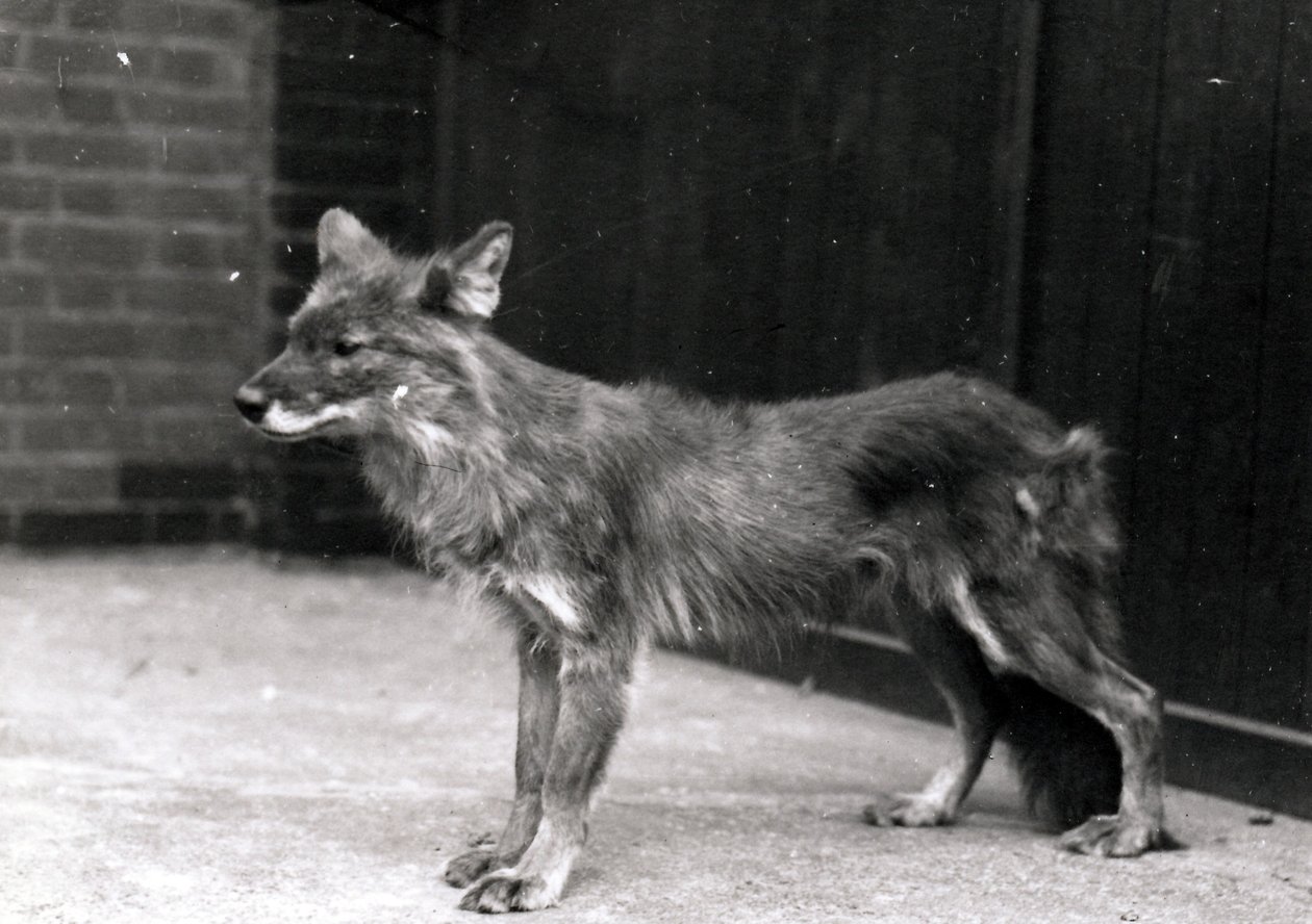 Chien sauvage au zoo de Londres - Frederick William Bond