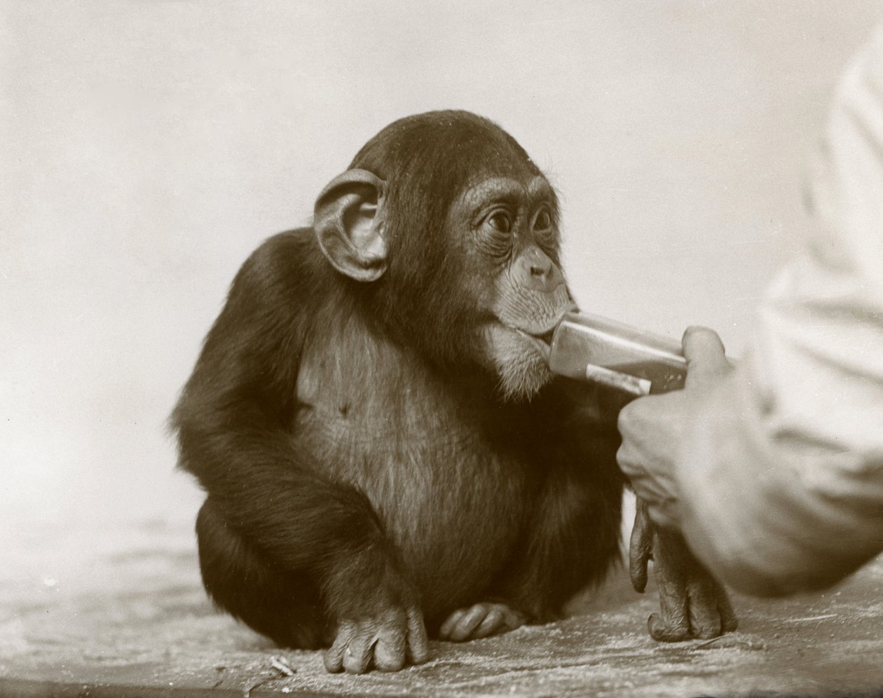 Jeune chimpanzé 
