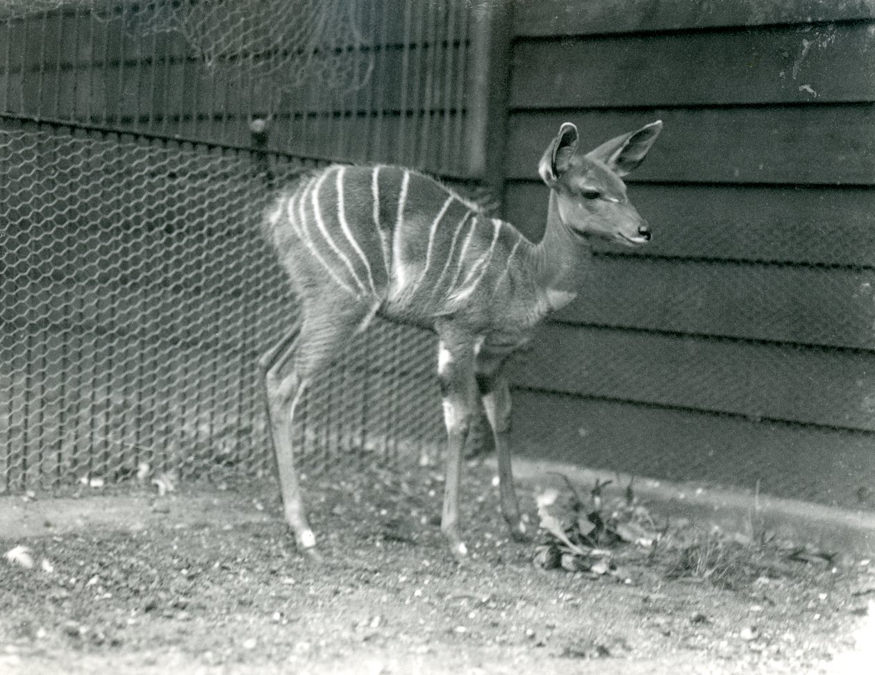 Jeune Koudou mineur au zoo de Londres, 1914 - Frederick William Bond