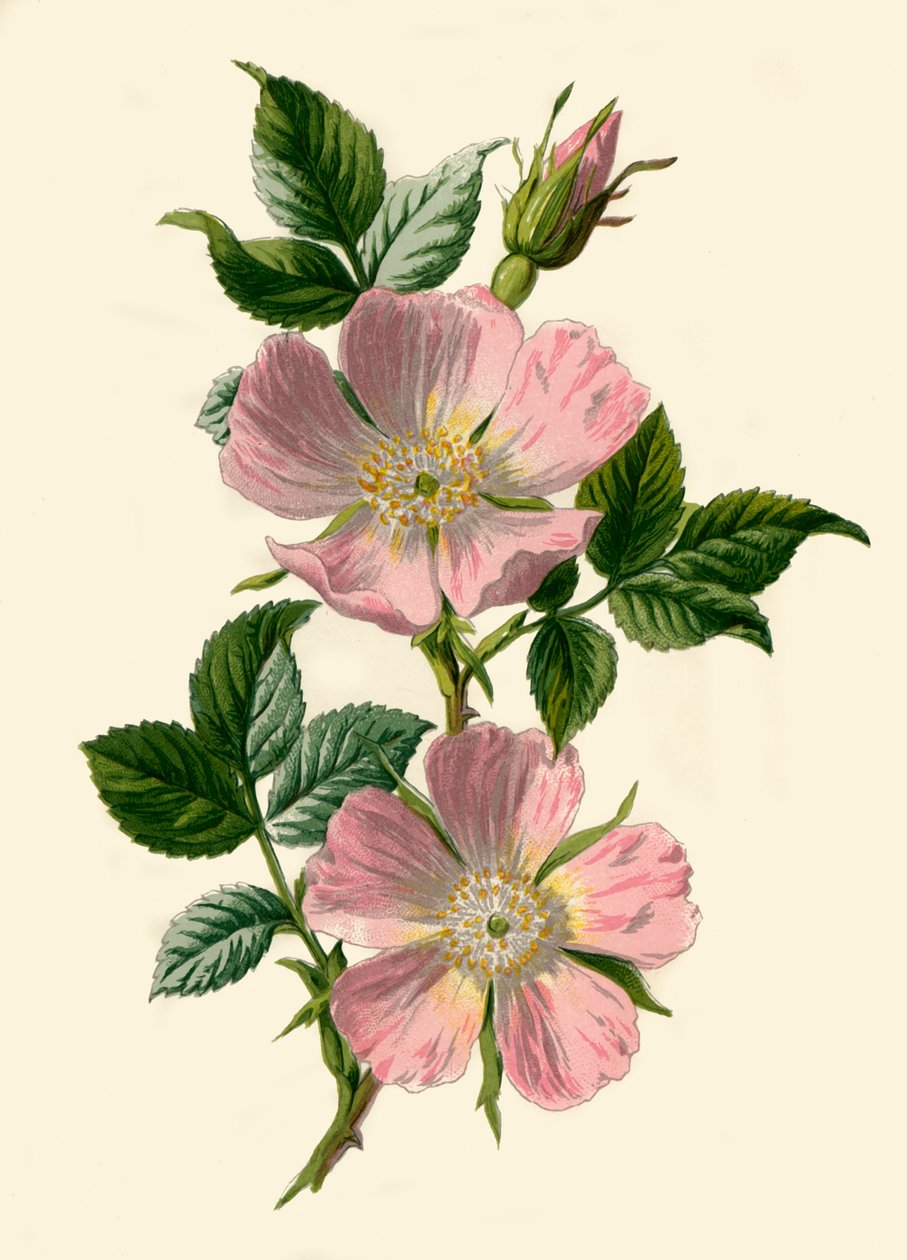 Églantier, 1877 - Frederick Edward Hulme