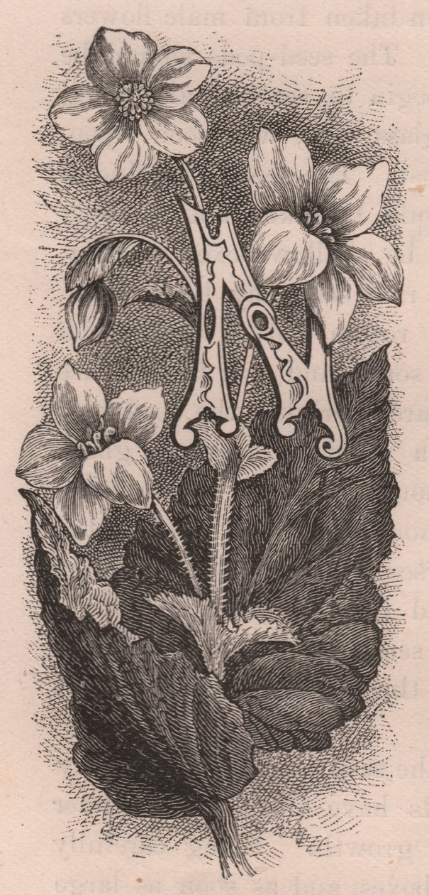 Lettre N, lettrine, gravure, cm 10x5, par Frederick Edward Hulme (1841-1909) de The familiar Garden Flower, vers 1880 - Frederick Edward Hulme