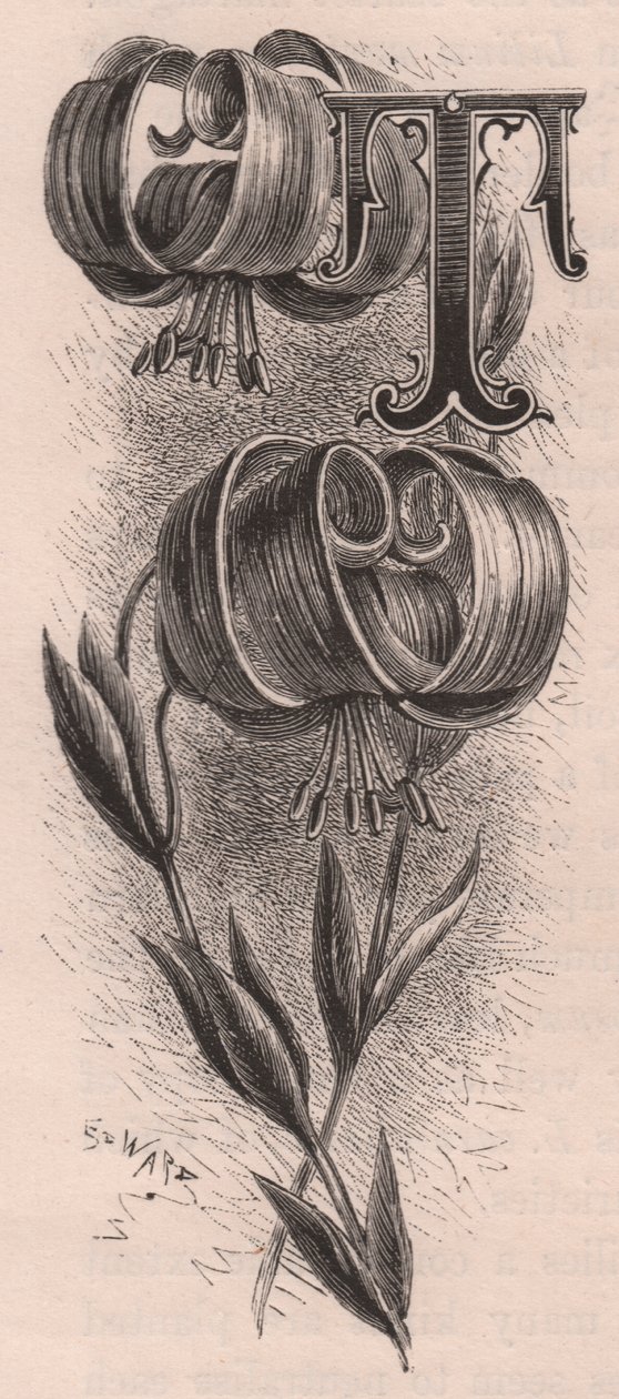 Lettre T, lettrine, gravure par Frederick Edward Hulme de The familiar Garden Flower, vers 1880 - Frederick Edward Hulme