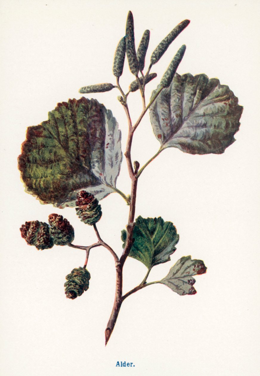 Fruits sauvages de la campagne : Aulne (lithographie couleur) - Frederick Edward Hulme