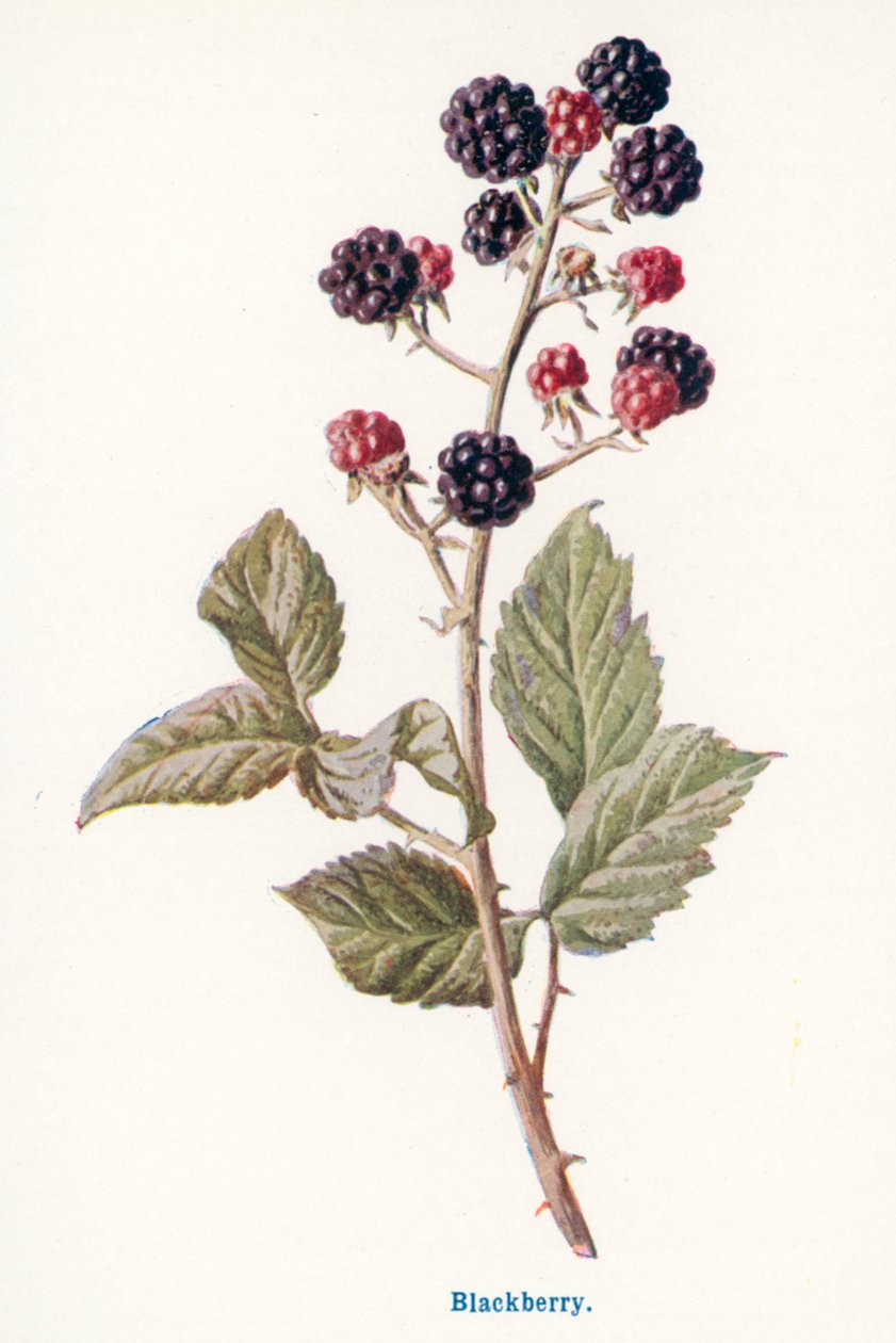 Fruits sauvages de la campagne : Mûre (lithographie couleur) - Frederick Edward Hulme