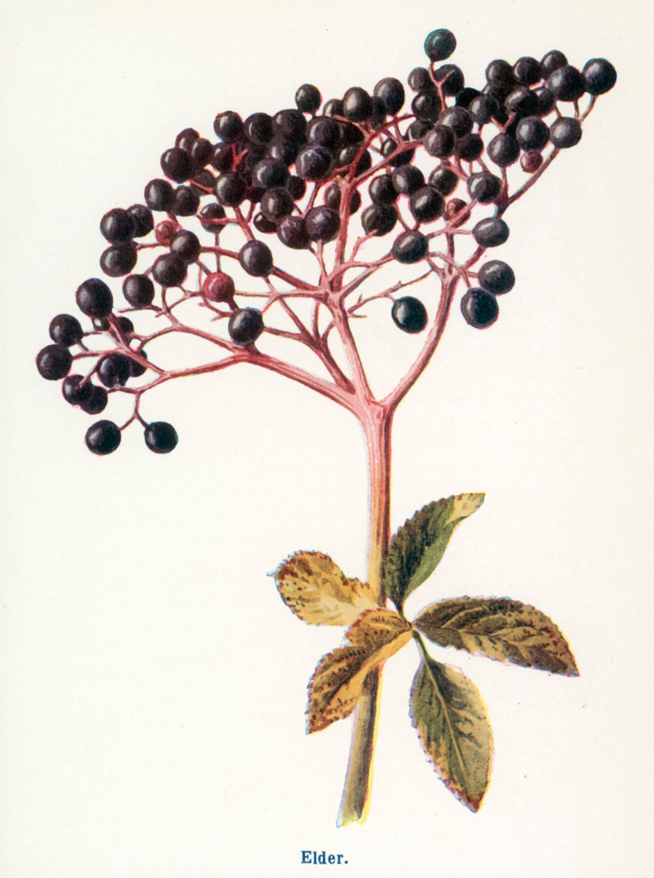  - Frederick Edward Hulme