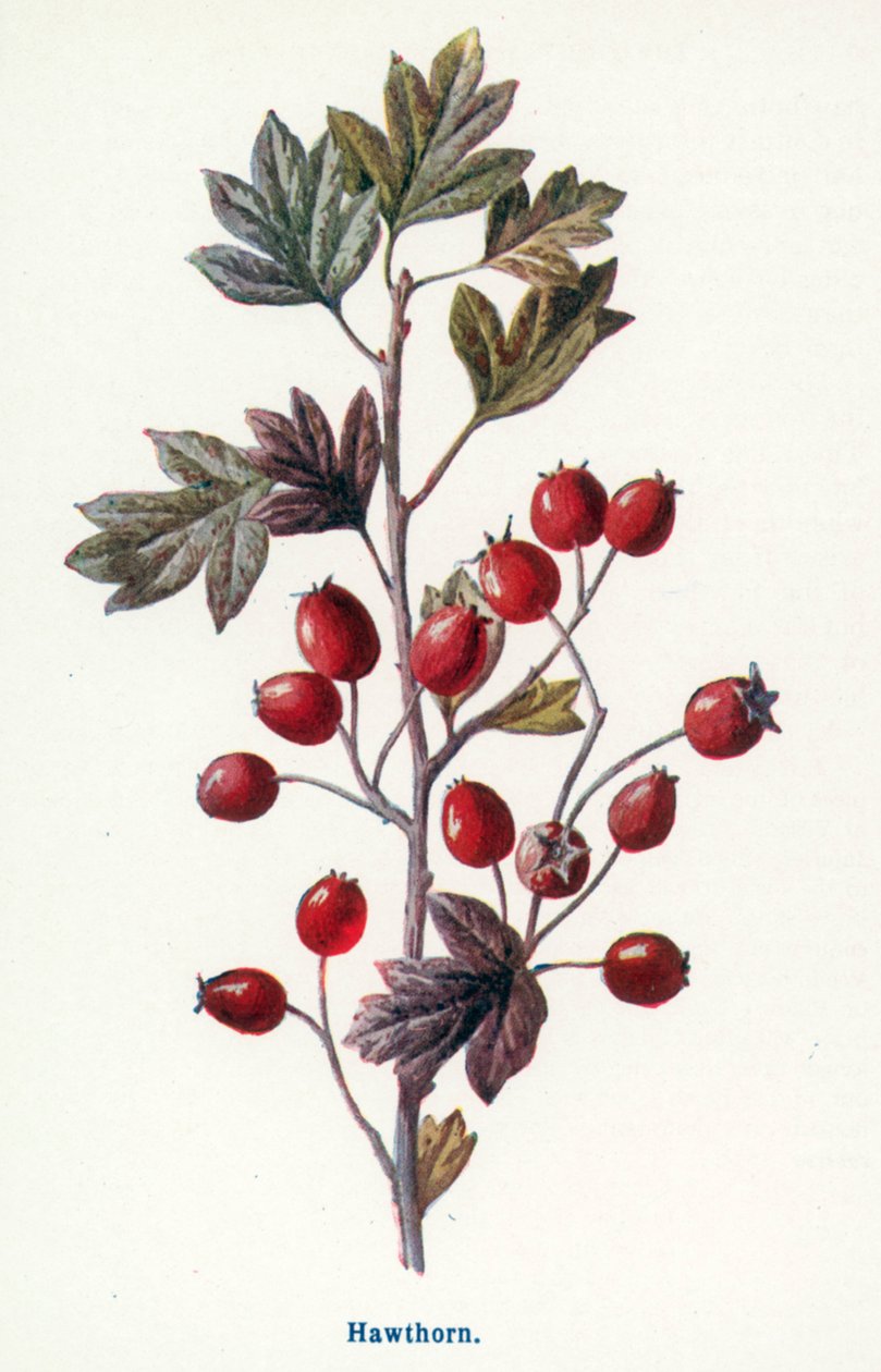  - Frederick Edward Hulme