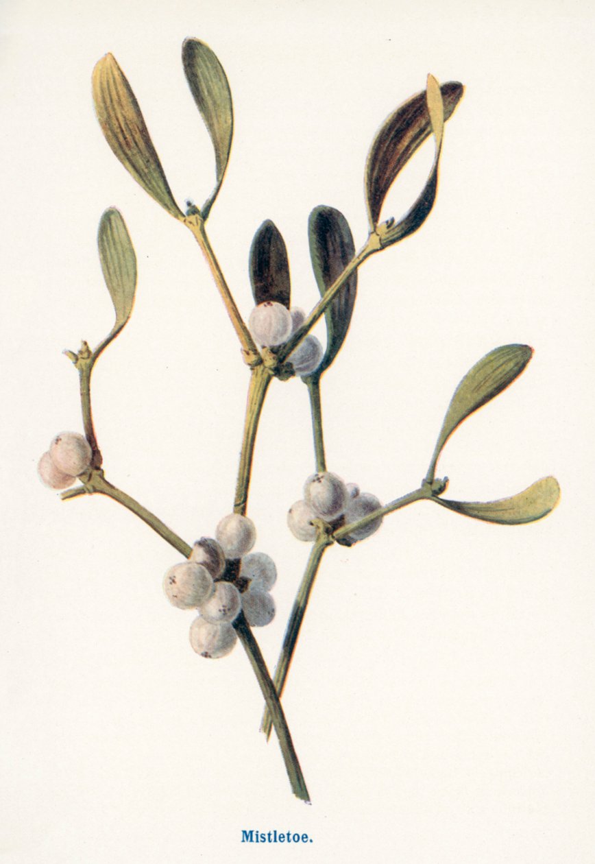 Fruits sauvages de la campagne : Gui (lithographie couleur) - Frederick Edward Hulme