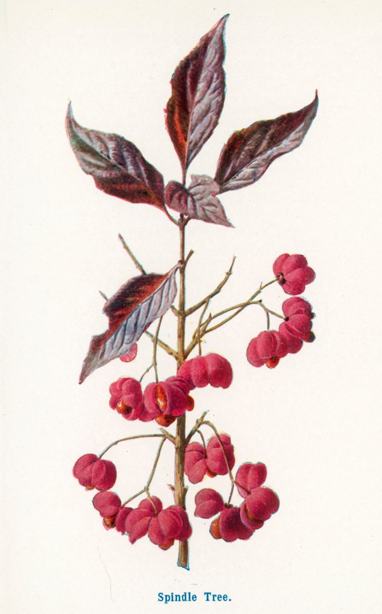  - Frederick Edward Hulme