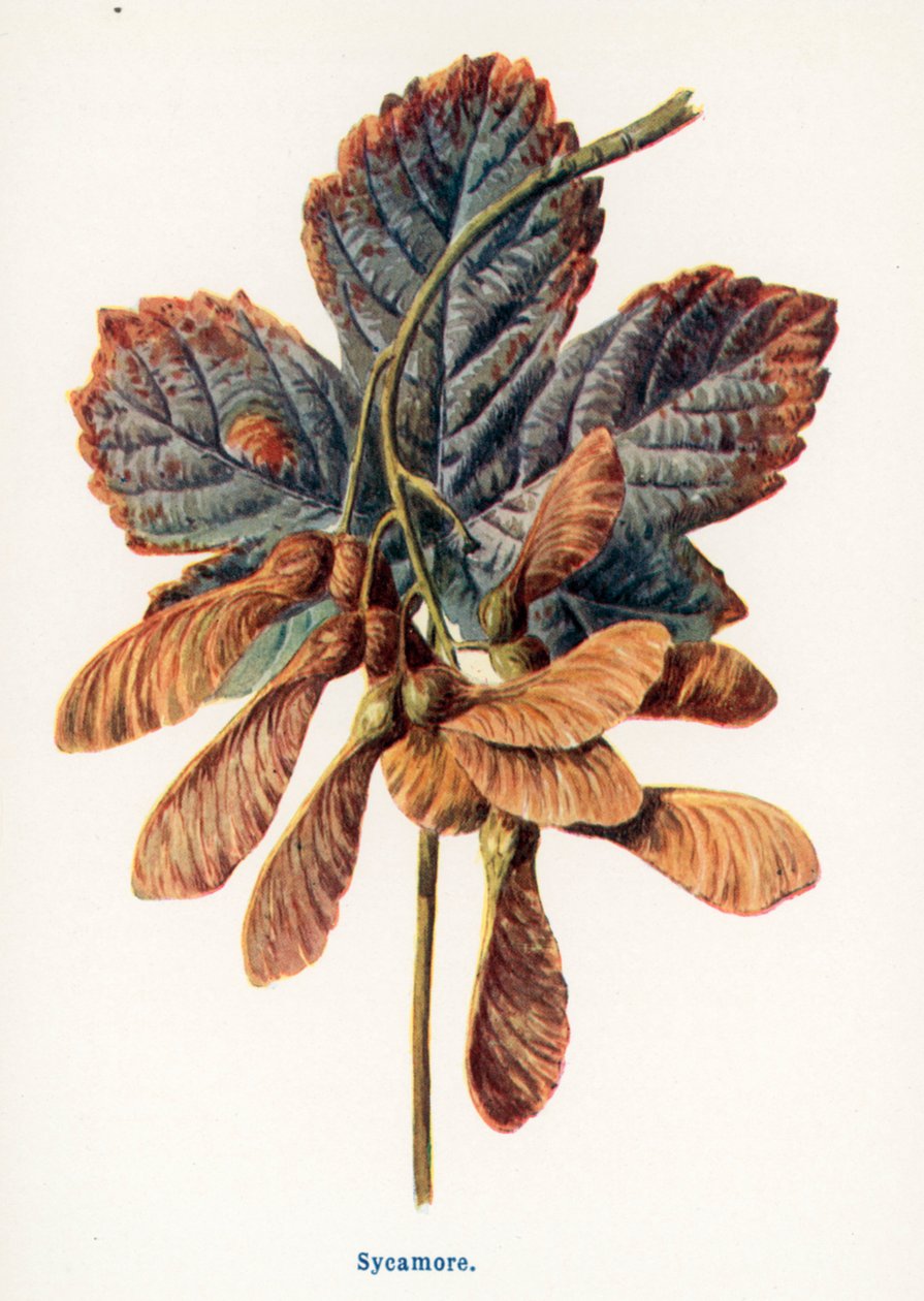  - Frederick Edward Hulme