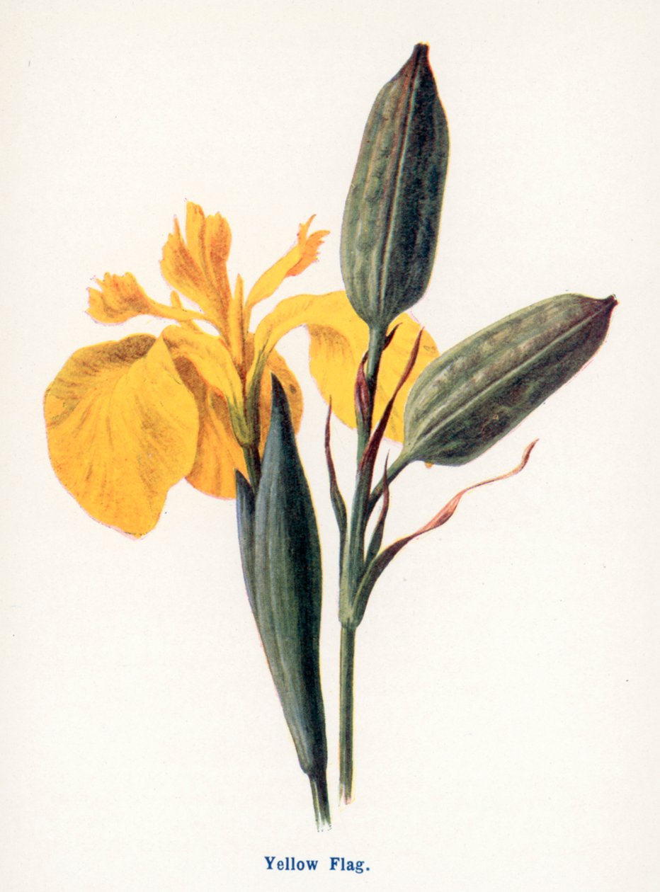 Fruits sauvages de la campagne : Drapeau jaune (lithographie couleur) - Frederick Edward Hulme