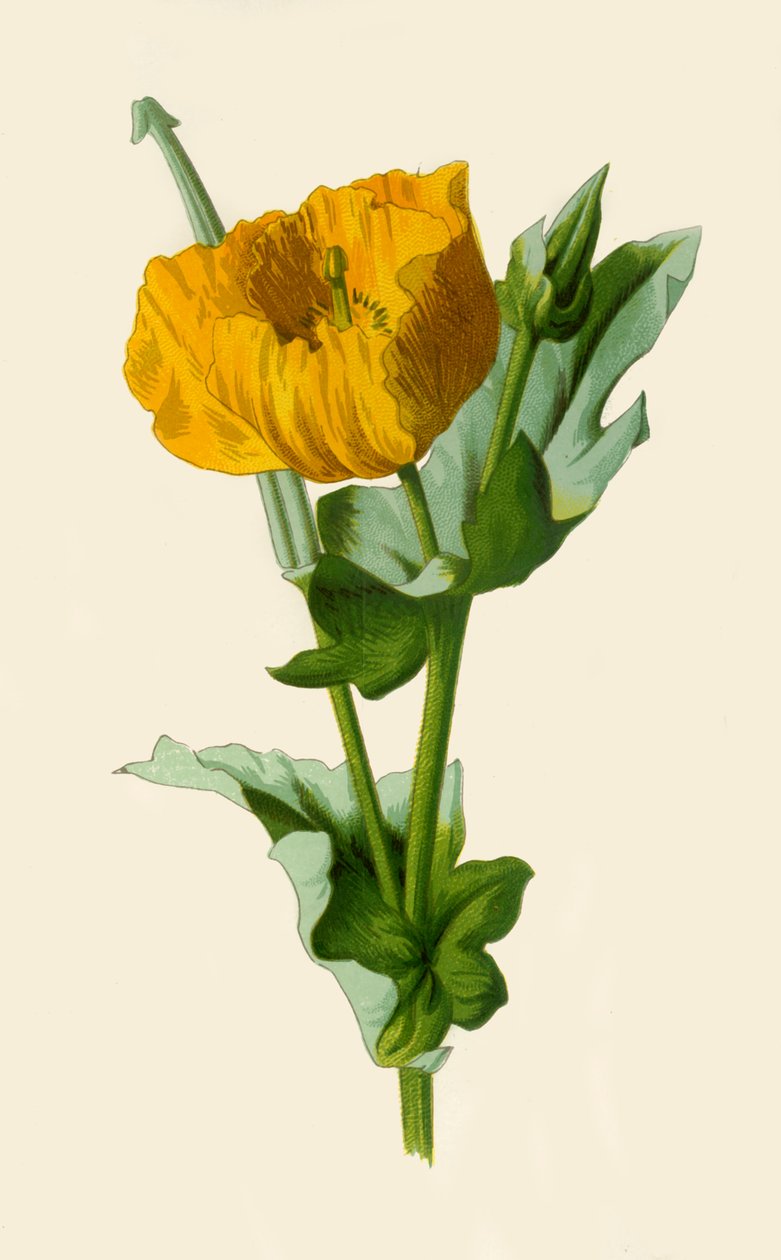 Pavot cornu jaune, 1877 - Frederick Edward Hulme