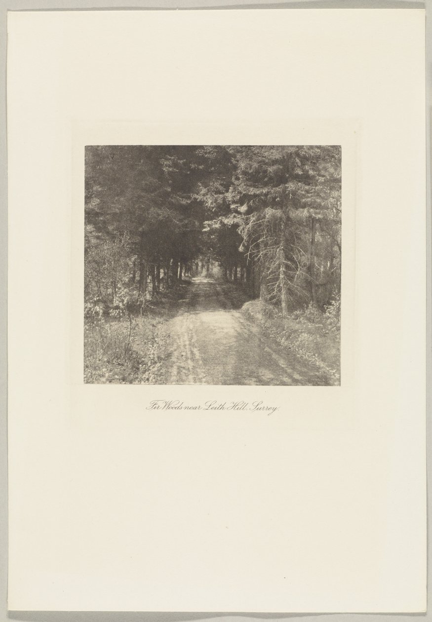 Bois de sapins près de Leith Hill, Surrey - Frederick H. Evans