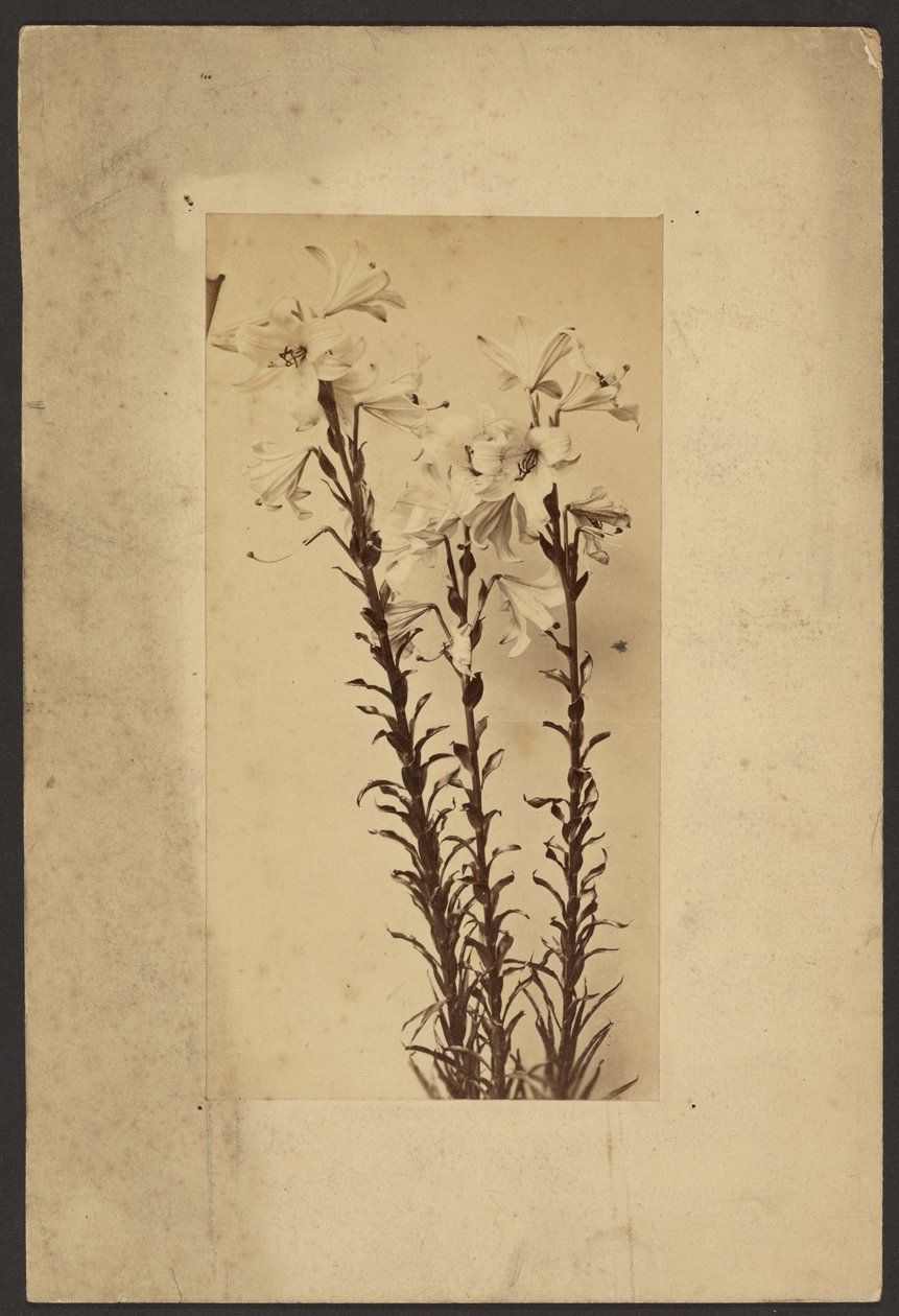 [Lys de jour] - Frederick H. Hollyer