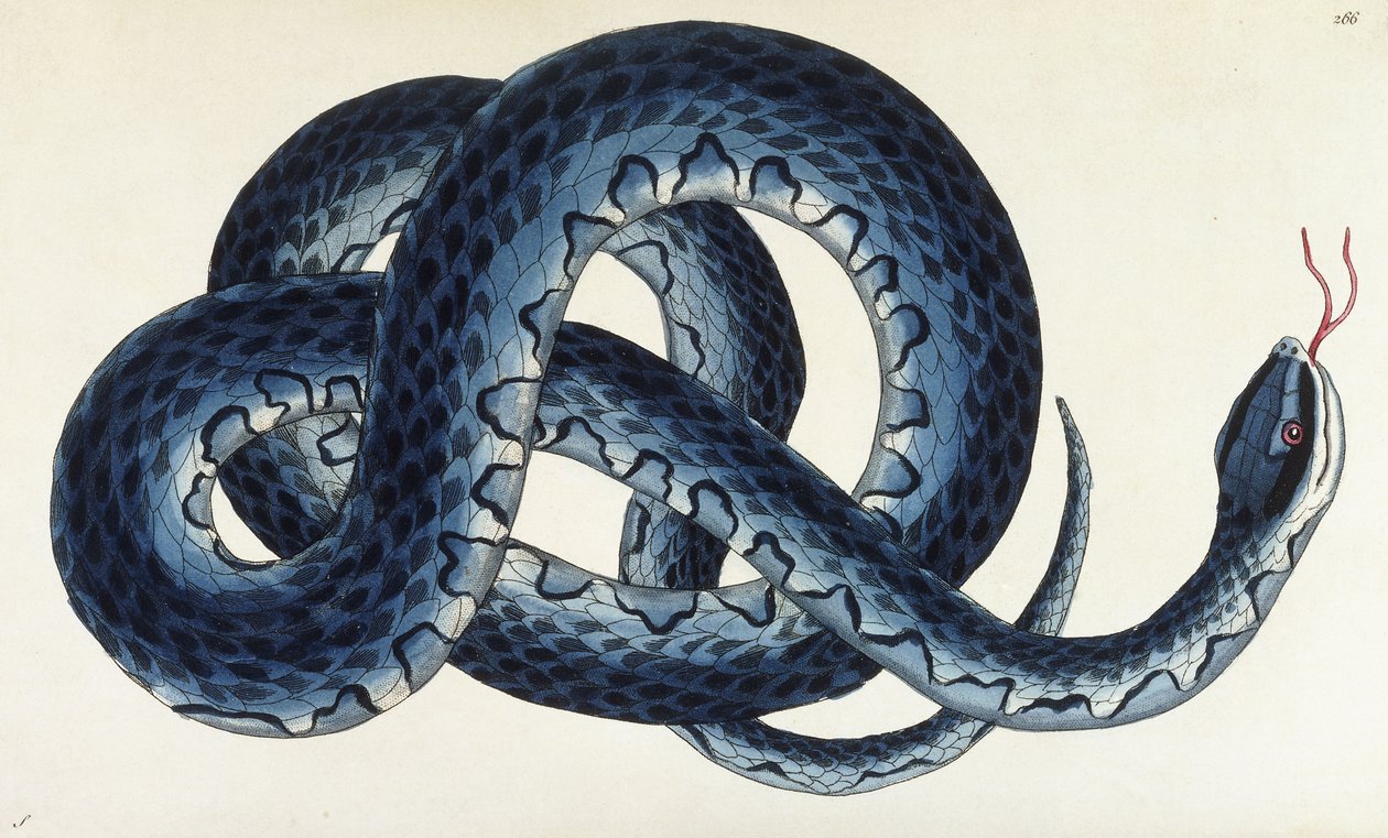 Serpent d