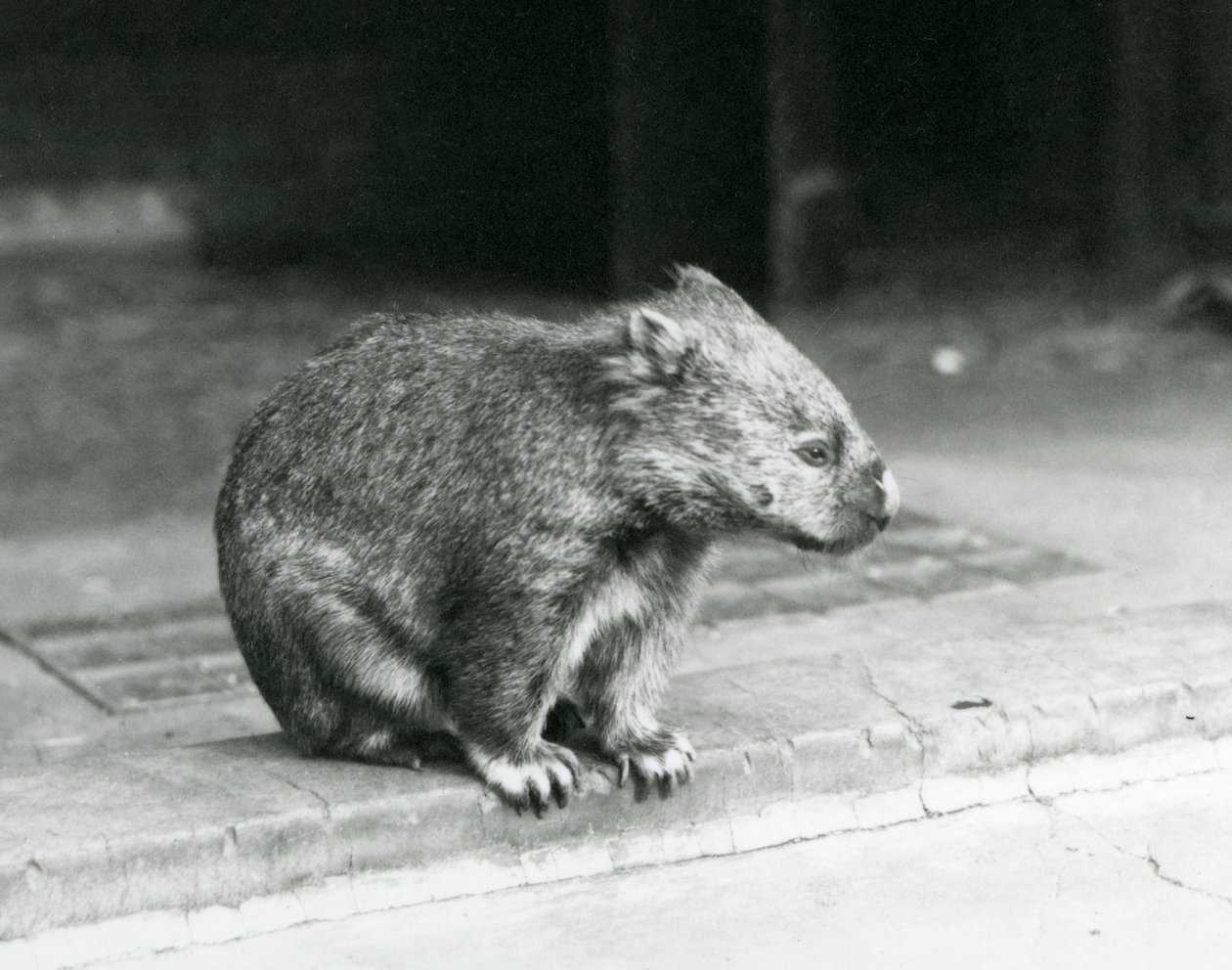 Un wombat à nez nu/commun/à poils grossiers assis sur le sol au zoo de Londres en 1929 - Frederick William Bond