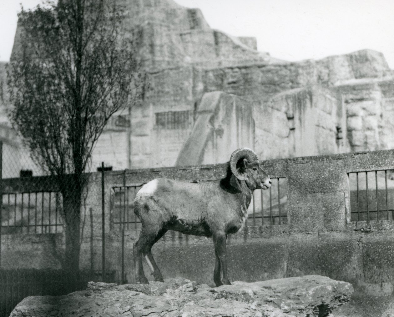 Un mouflon debout sur un rocher regardant son enclos au pied des terrasses Mappin, Zoo de Londres, 1931 - Frederick William Bond