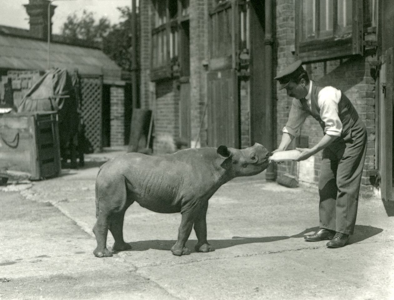 Un veau de rhinocéros noir nourri au biberon par son gardien, Zoo de Londres, septembre 1928 - Frederick William Bond