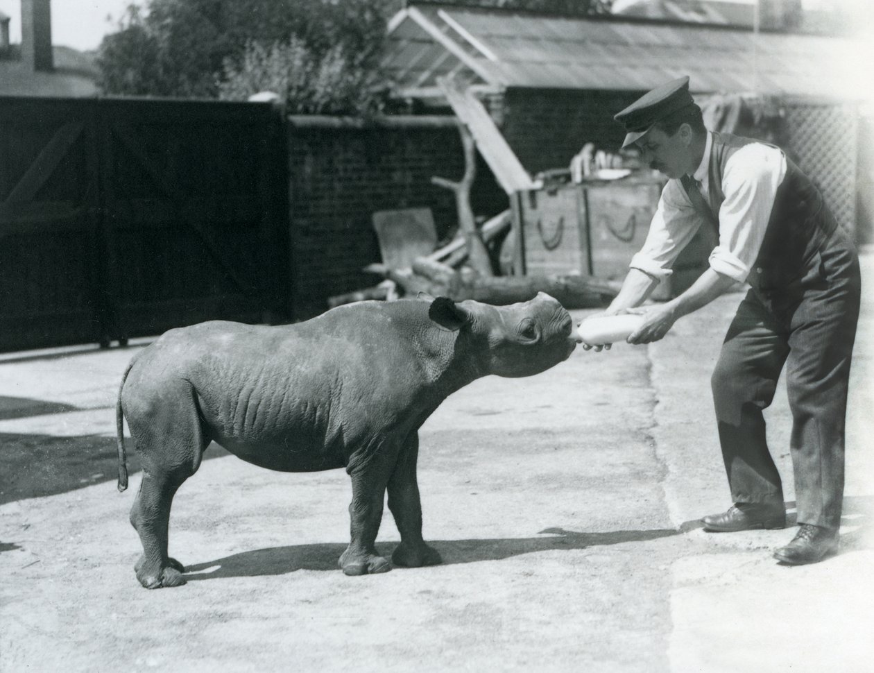Un veau de rhinocéros noir nourri au biberon par son gardien, Zoo de Londres, septembre 1928 - Frederick William Bond