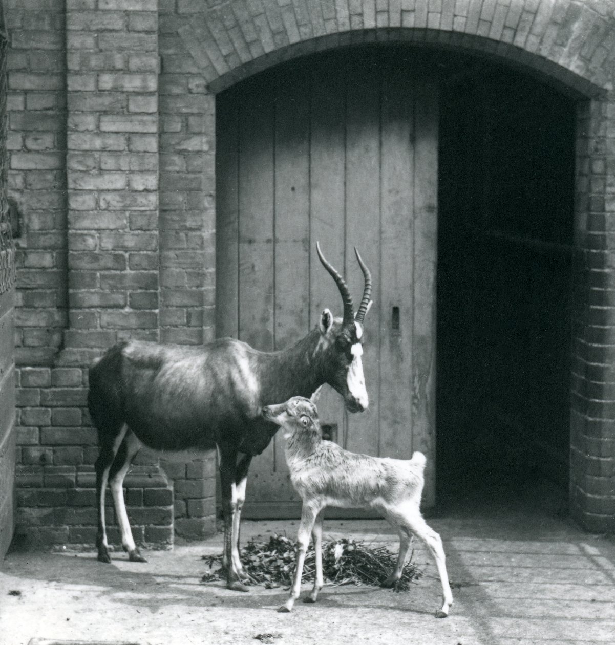 Un veau de blesbok avec sa mère au zoo de Londres, juin 1914 - Frederick William Bond