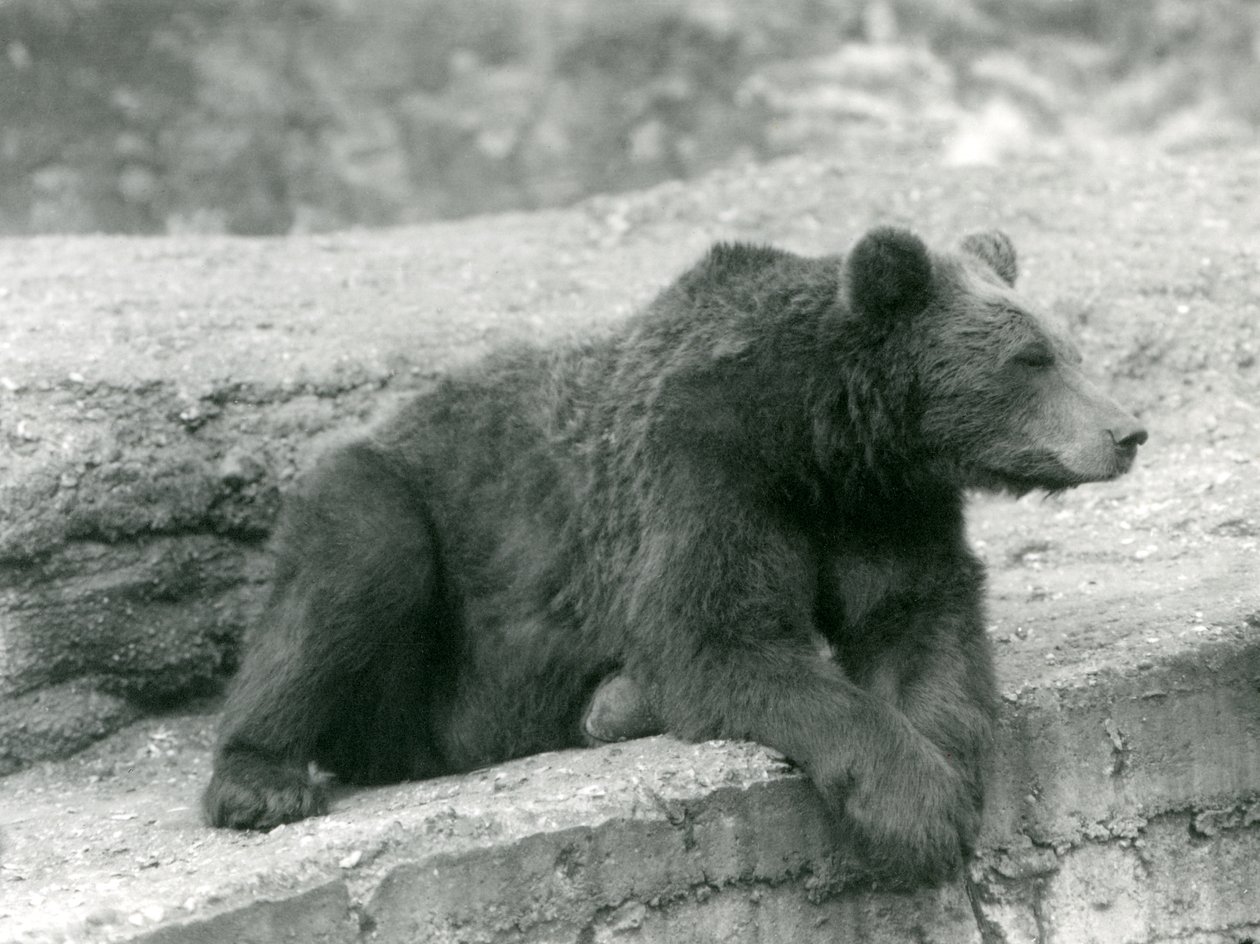 Un ours brun reposant sur une corniche au Zoo de Londres - Frederick William Bond