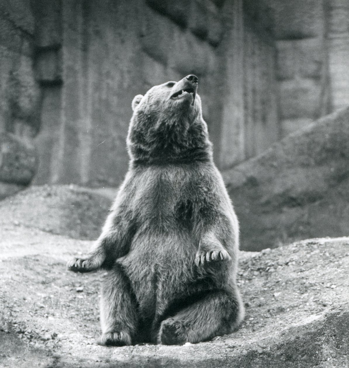 Un Ours Brun assis sur un rebord rocheux au Zoo de Londres en septembre 1927 - Frederick William Bond