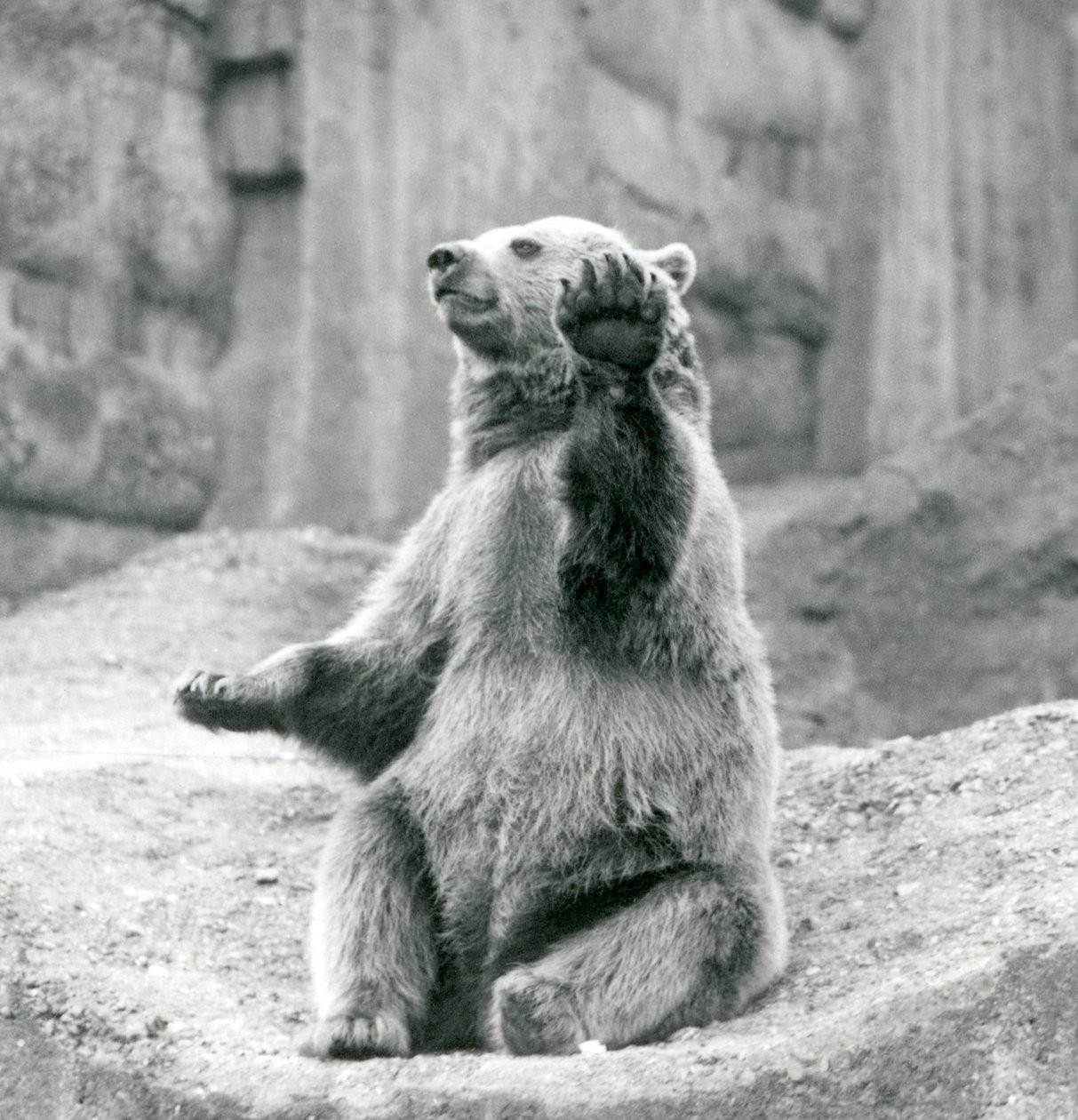Un ours brun assis sur un rebord rocheux, agitant une de ses pattes avant, Zoo de Londres, septembre 1927 - Frederick William Bond