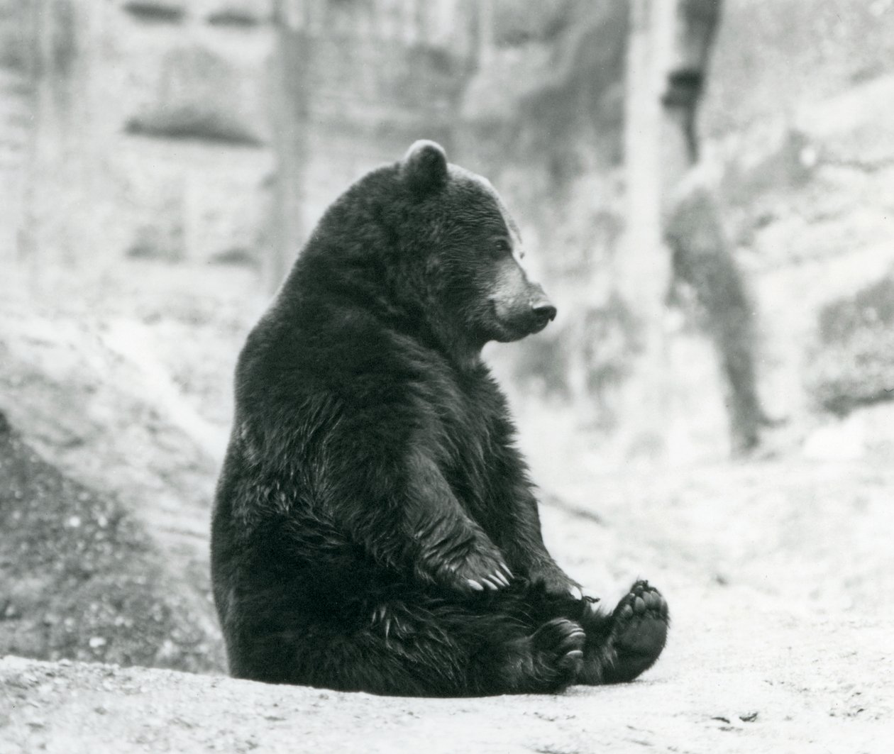 Un ours brun assis sur les rochers des terrasses Mappin, zoo de Londres, juin 1928 - Frederick William Bond