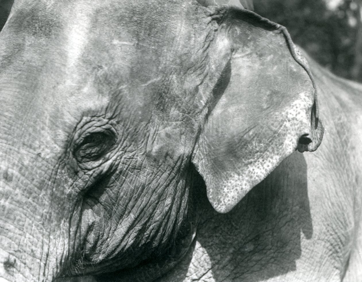 Un éléphant birman, zoo de Londres, septembre 1926 - Frederick William Bond