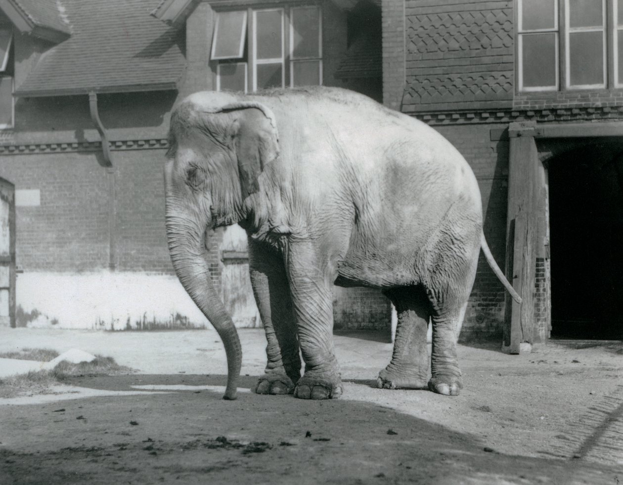 Un éléphant birman devant la Maison des Éléphants au Zoo de Londres en 1929 (photo n/b) - Frederick William Bond
