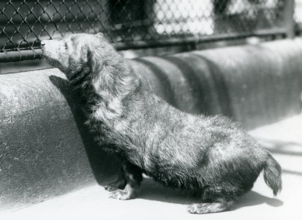 Un chien de brousse au zoo de Londres, juin 1925 - Frederick William Bond